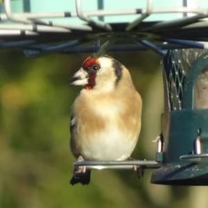 Goldfinch (Carduelis carduelis)
