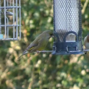 Greenfinch (Chloris chloris) in Hanley Swan