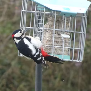 A male Greater Spotted Woodpecker (Dendrocopos major)