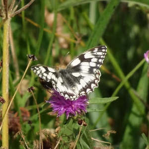 Marbled White Butterfly in Gilberts End