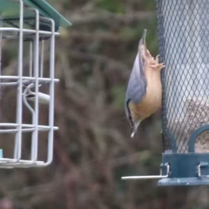 Nuthatch (Sitta europaea) in Hanley Swan