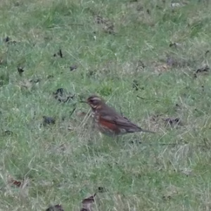 Redwing (Turdus iliacus) in Hanley Castle