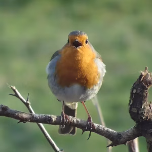 Robin (Erithacus rubecula) in Gilberts End