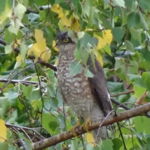 Sparrowhawk (Accipiter nisus) in Hanley Swan