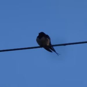 Swallow (Hirundo rustica) in Hanley Swan